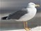 StopGull Gabbiano Stop